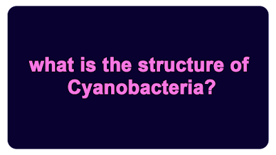 what is the structure of Cyanobacteria?