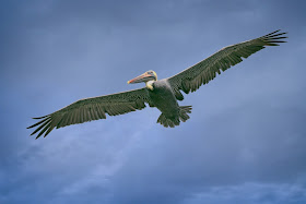 Brown Pelican.