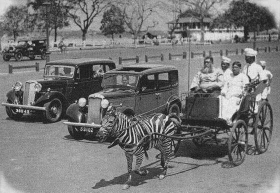 Zebra Cart In Calcutta in 1930's