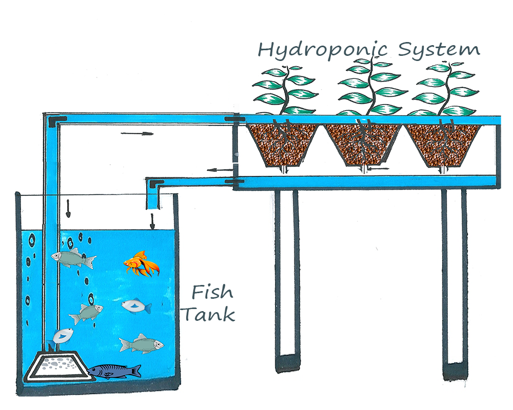 Hydroponic Passion: Hydroponic Systems