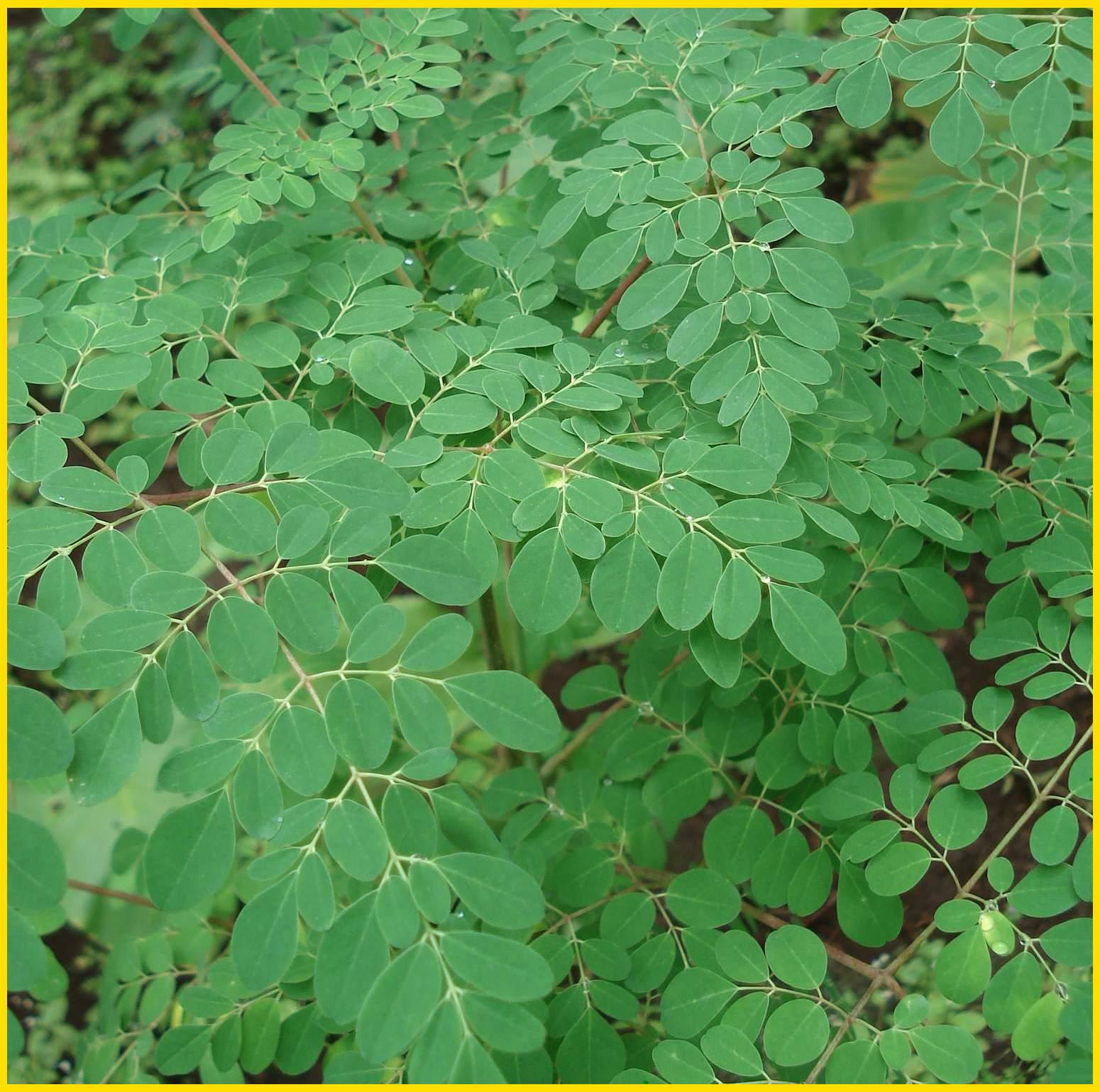 FOTO dan GAMBAR DAUN KELOR Indonesiadalamtulisan FOTO dan GAMBAR DAUN KELOR Indonesiadalamtulisan