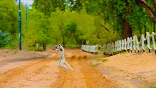 "The Lemur Dance" Video Clip