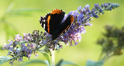 red admiral