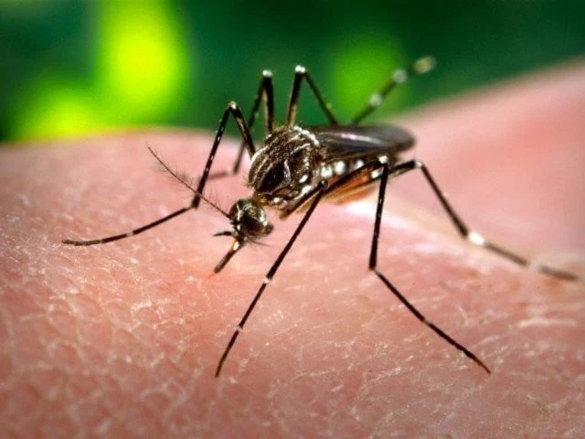 The changing climate is causing a record increase in dengue | WHO