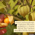 Don't Underestimate Ciplukan (Physalis angulata L.), Learn About The Various Benefits Of His Senses