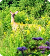 White Tail Deer In Garden