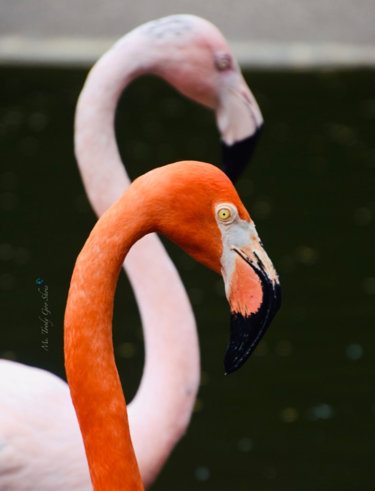  Flamingo Gardens in Florida has a lot more than just flamingos! | Ms. Toody Goo Shoes #flamingos