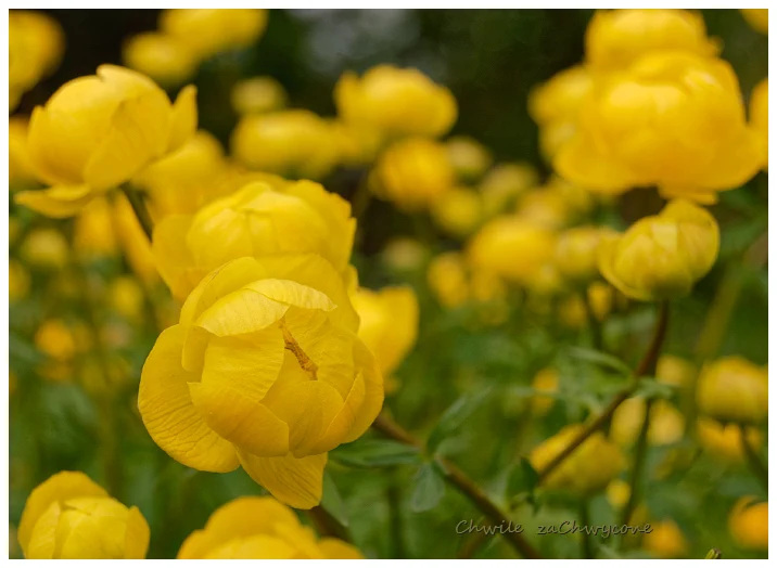 Pełnik europejski Trollius europaeus