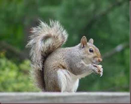 Amazing Animals Pictures Squirell (7)