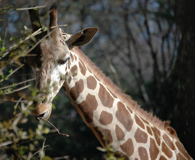 zoo,giraffe,carousel,trip,