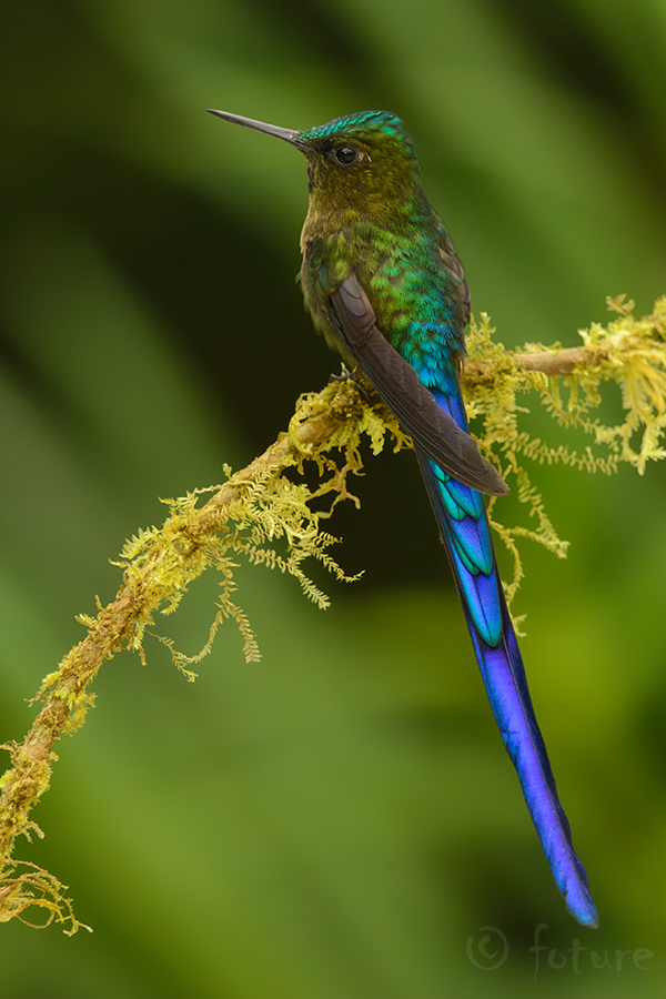 Pilve-vedikkoolibri, Aglaiocercus coelestis, Violet-tailed Sylph, koolibri, Cyanolesbia