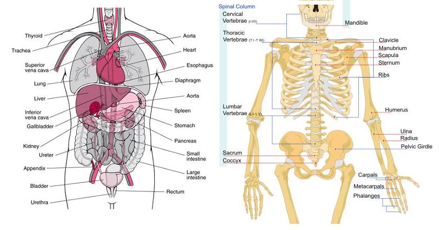 Human+torso+-+skeleton+and+organs. title=
