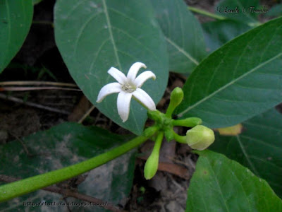  Indian mulberry - Morinda citrifolia