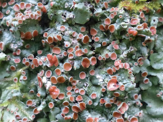 Lichen Lobaire lisse - Lobaria quercizans