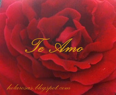 rosas de amor 25.jpg