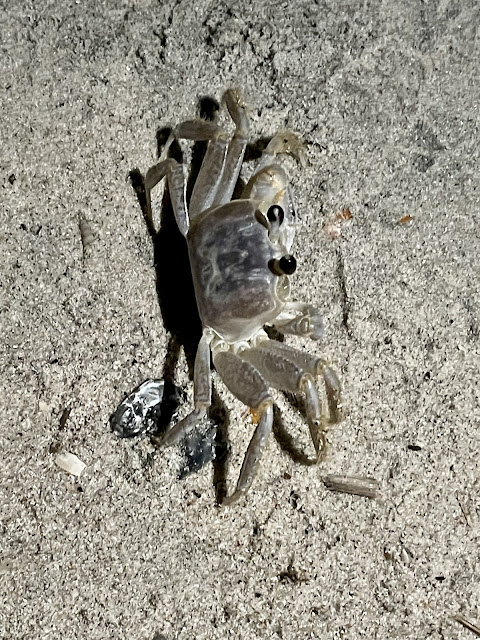 The first creature we found on our night walk - a crab. He was about the side of your palm. He was a brownish/gray color with two beady black eyes sticking out of his head. He was making his way from the waves to his hiding spot on the shore.