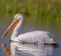 Pelecanus philippensis