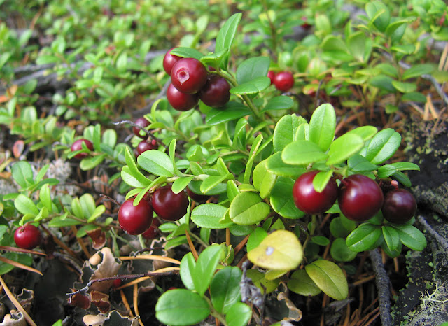 Брусника (Vaccinium vitis-idaea)