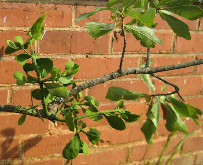 Mistletoe infestation on my oak trees.