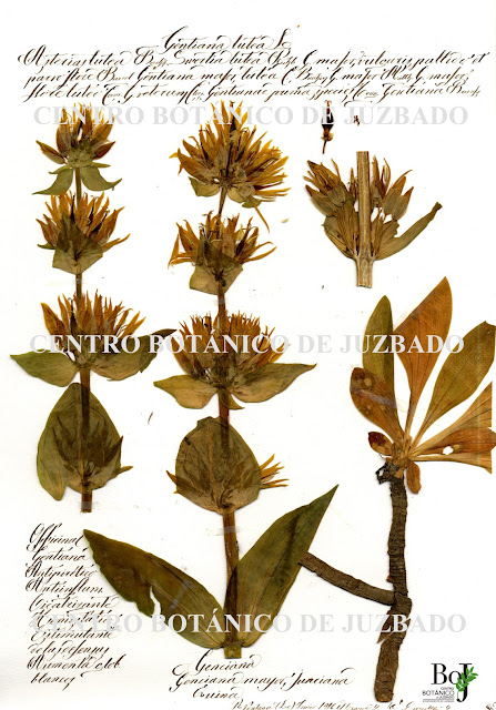 Gentiana lutea  L., Centro botánico de Juzbado, CBOJ, 2023