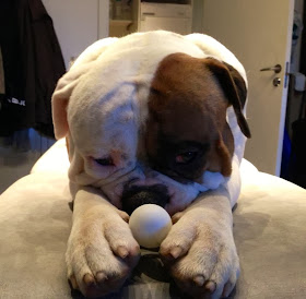 Cute dogs - part 6 (50 pics), dog with puppy face and a ball