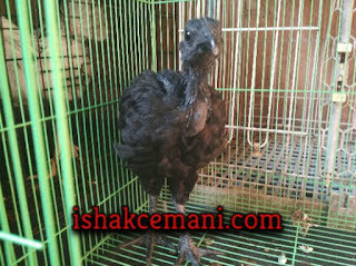 Jual Ayam Cemani Murah