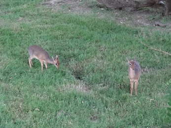 2018.06.30-066 dik-dik