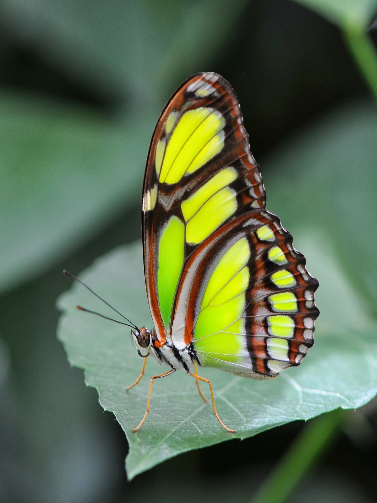 Blok888: Top 10 Most Beautiful Butterflies in the world