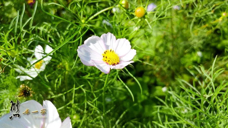 龍埔路三樹路口波斯菊花海｜三峽北大花海｜龍埔里花海