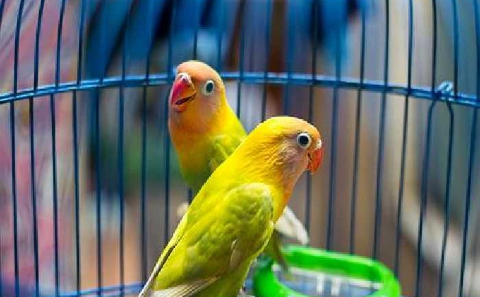 Tips Settingan Lovebird Untulan Agar Jeda Rapat