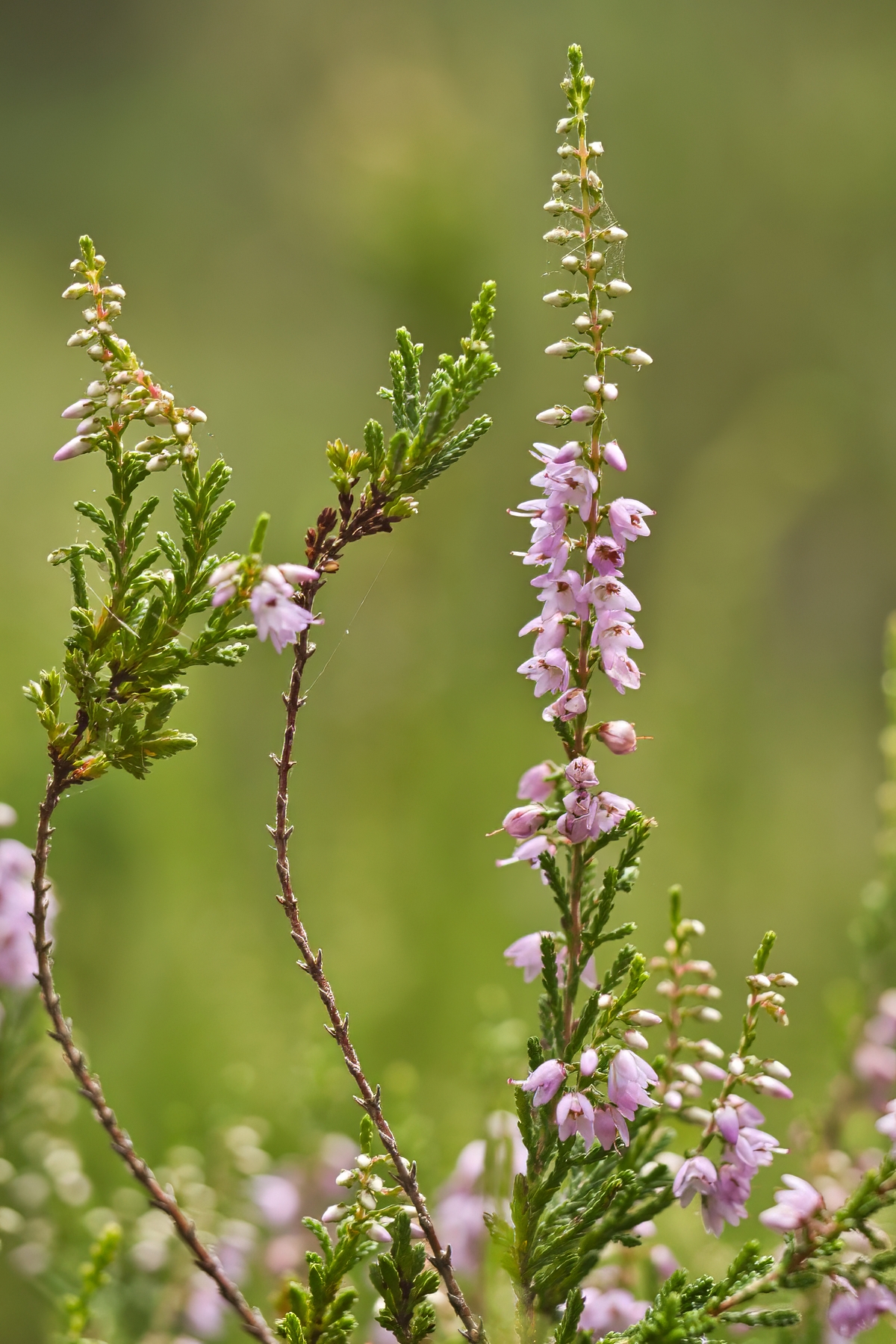 Calluna  vulgaris