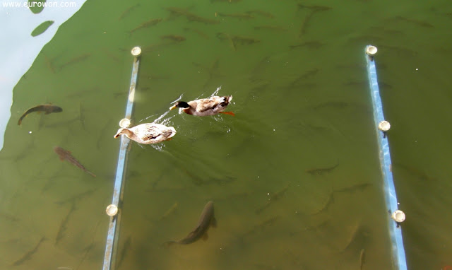 Patos y peces en un lago de Seúl