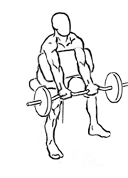 Preacher Curl Exercise