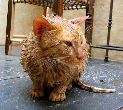 wet cat