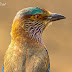 indian Roller extreme close up