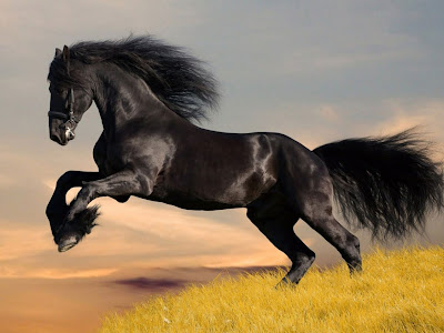 Amazing Black Horse