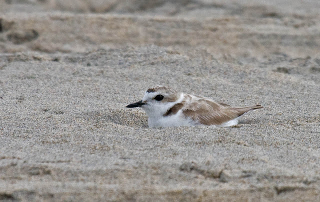 Snowy Plover