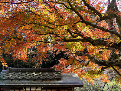 Autumn leaves: Tokei-ji