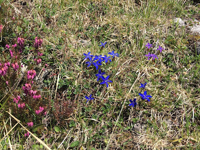 Erica carnea and Gentiana.