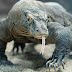 Today's Article - The Komodo Dragon