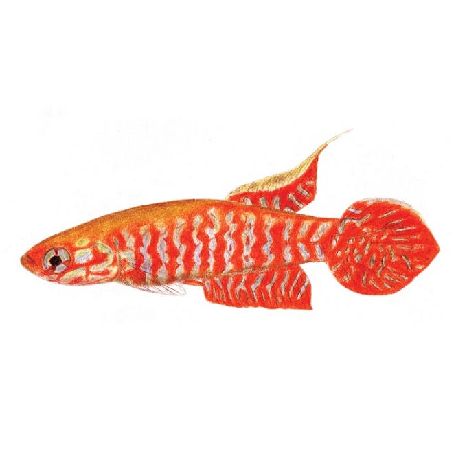   [Ichthyology • 2019] Leptopanchax sanguineus • A New Species of Cynopoeciline Killifish (Cyprinodontiformes, Aplocheilidae), possibly Extinct, from the Atlantic Forest of south-eastern Brazil