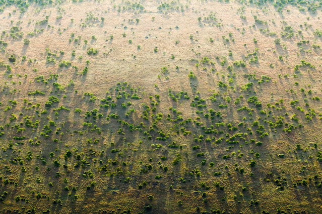 NFTrees Could Help Africa Combat Land Degradation