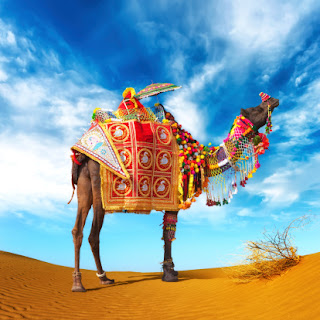 camel in Punjabi
