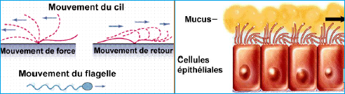 Cils et flagelles 