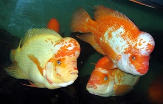 cichlid