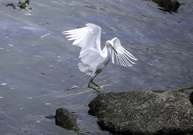 Bird on the Boulder