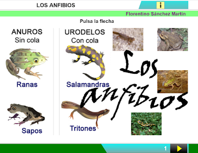 https://cplosangeles.educarex.es/web/edilim/curso_3/cmedio/animales_vertebrados_3/anfibios/anfibios.html