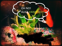 Yes.  I know.  I am ridiculous.  I do not apologize.