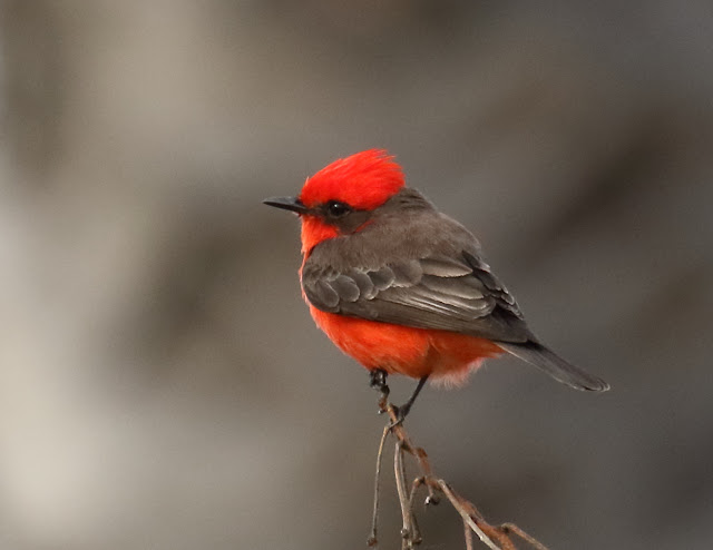 Vermilion Flycatcher