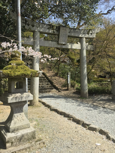 hanami,cherry blossom viewing,hanami,sakura,お花見,桜,秋月,秋月杉の馬場の桜,福岡県朝倉市,あまざけ,発芽玄米甘酒,黒米甘酒,(株)篠崎,国菊,amazake,廣久葛本舗,高木久助,葛餅,葛きり